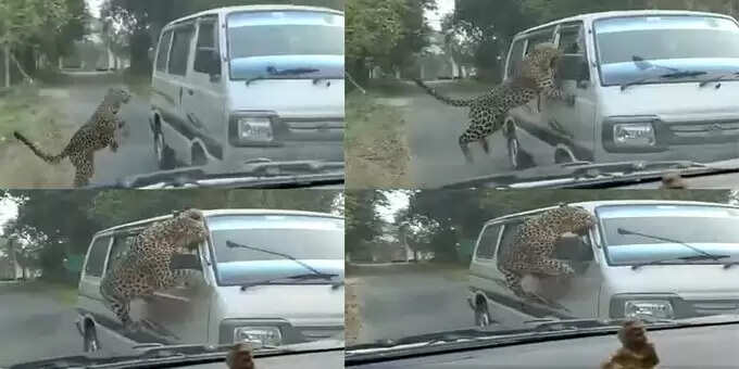 சிறுத்தை புலி