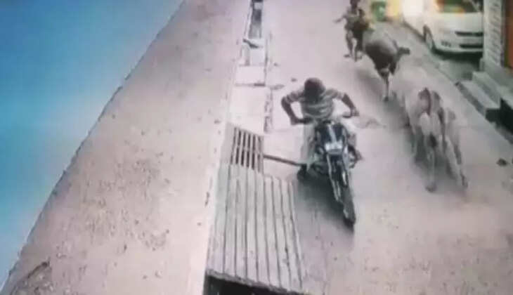 மாடு இளைஞர்