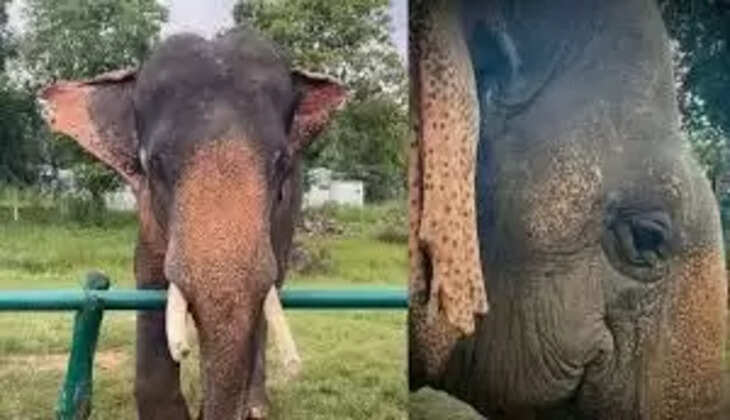 வத்சலா யானை