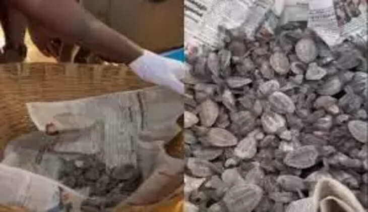 பெசன்ட் நகர் பீச்சுக்குள் குடியேறிய குட்டி குட்டி ஆமைகள்