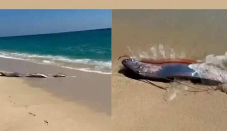 துடுப்பு