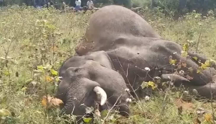 யானை உயிரிழப்பு