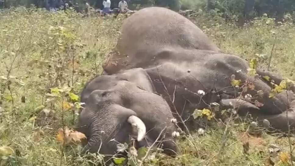 யானை உயிரிழப்பு