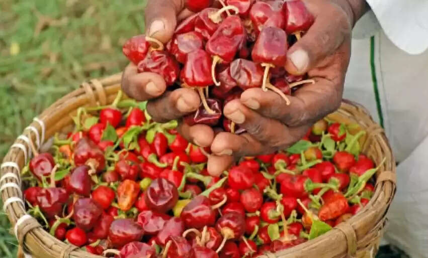 ராமநாதபுரம் குண்டு மிளகாய்