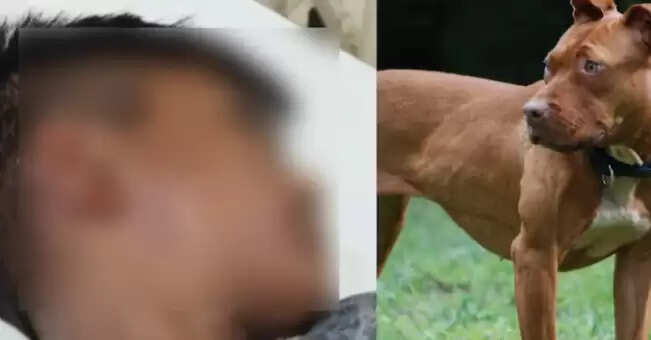 வெறிநாய்