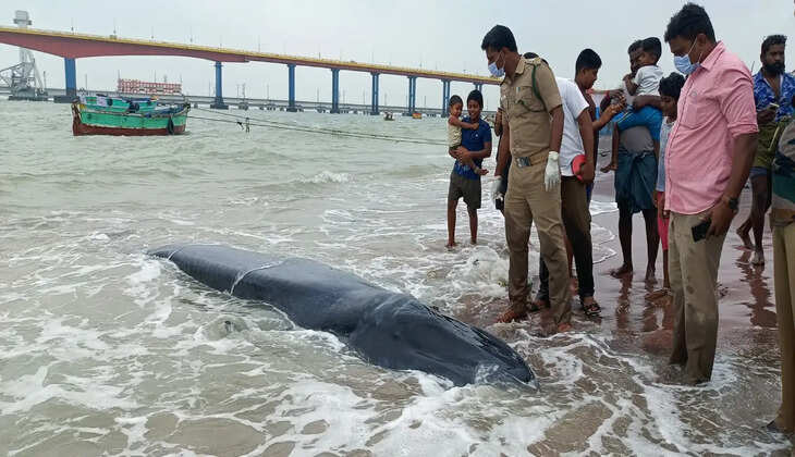 கரை ஒதுங்கிய ராட்சத திமிங்கலம்