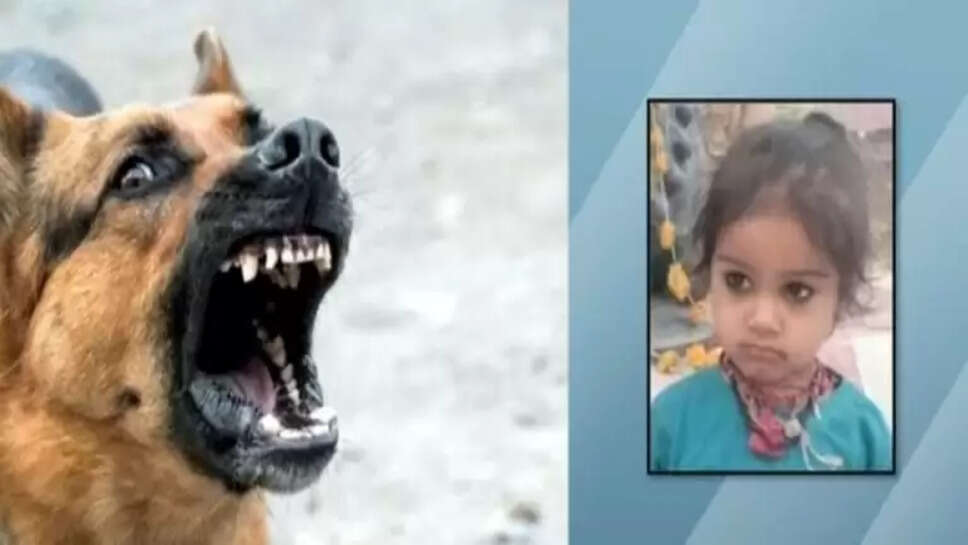 தெருநாய்கள் கடித்து குதறியதில் 3 வயது சிறுவன் துடிதுடித்து பலி... &nbsp;வீட்டு வாசலில் விளையாடிய போது பெரும் சோகம்!&nbsp;