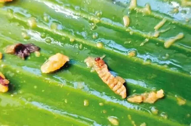 மட்டன் பிரியாணி