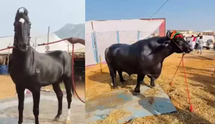 குதிரை கழுதை