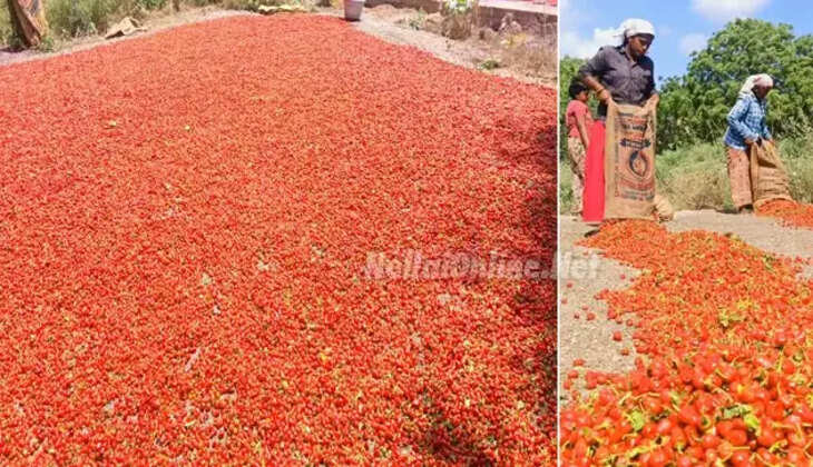 மிளகாய் வத்தல்