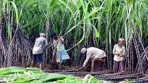 கரும்பு