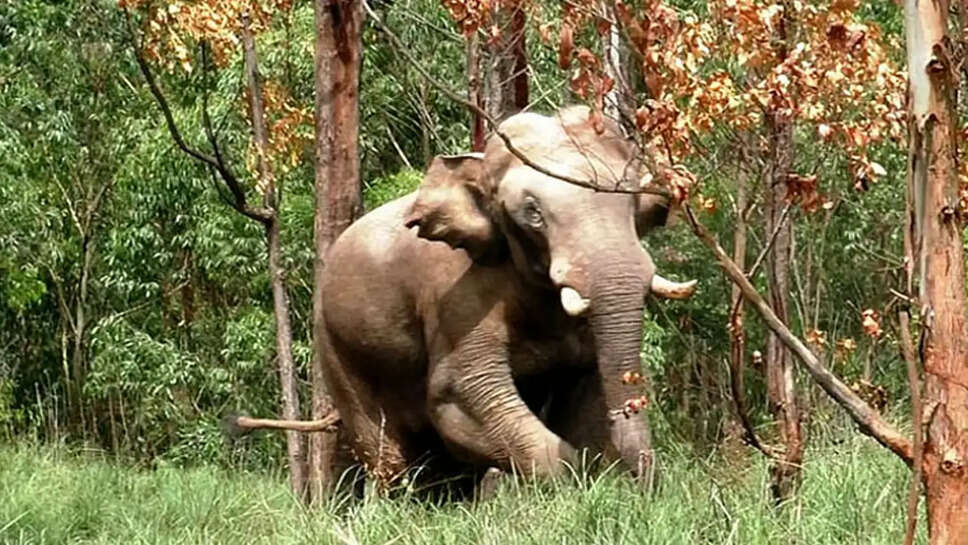 வயநாடு முட்டிகொம்பன் யானை