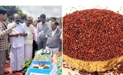 ரேஷன் கேழ்வரகு