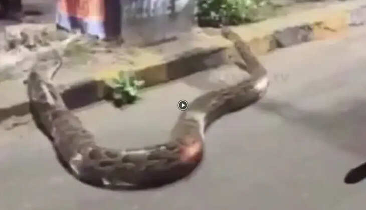 மலைப்பாம்பு