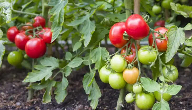 தக்காளி தக்காளிச் செடி