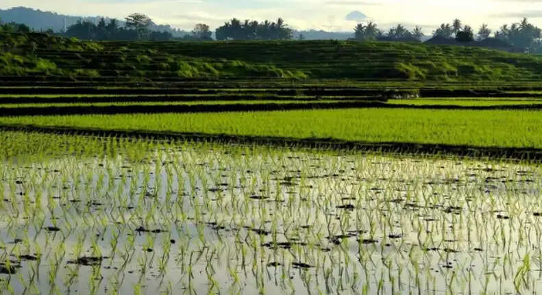 நெற்பயிர்கள் பயிர் விவசாயி மழை மூழ்கி