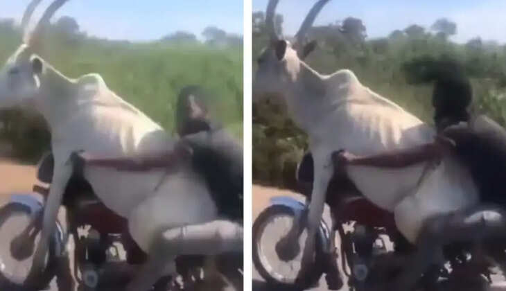 காளை ரைடு