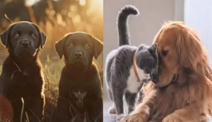 நாய் மேட்ரிமோனி