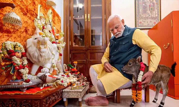 மோடி கன்றுக்குட்டி