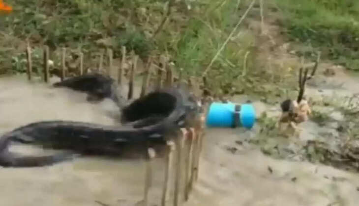 மலைப்பாம்பு