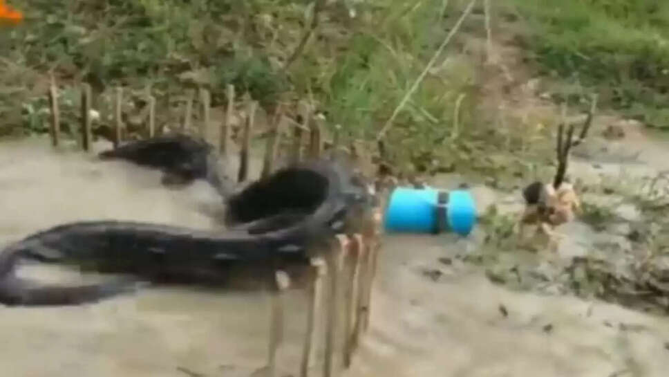 மலைப்பாம்பு