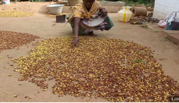 வேப்பங்கொட்டை