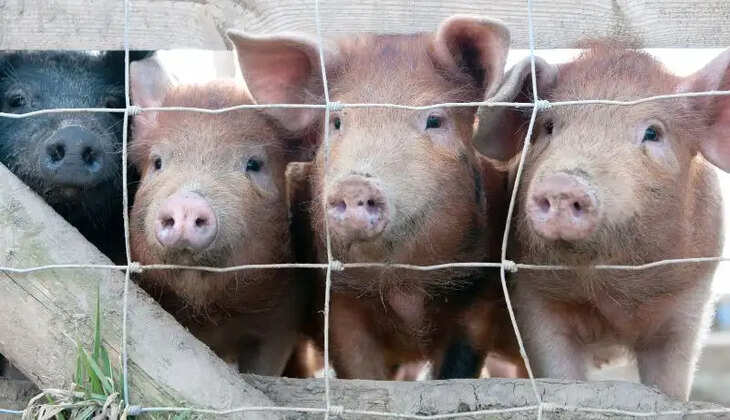  பன்றிக் காய்ச்சல் 