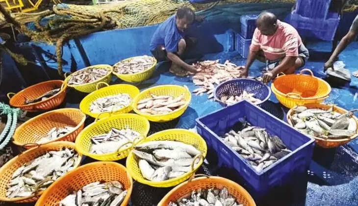 மீன் மீனவர்கள் இறைச்சி