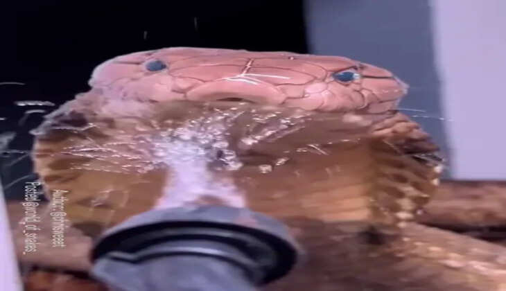 ராஜநாகம்