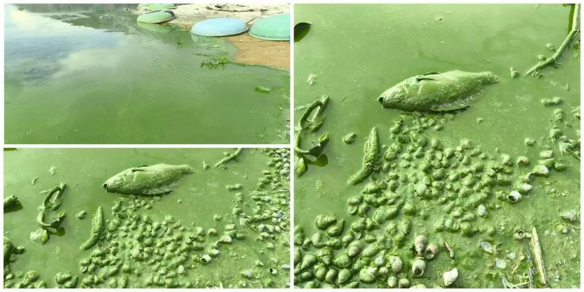 நைட்ரேட்