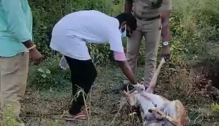  புள்ளி மான் 