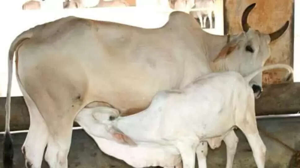 கறவை மாடு