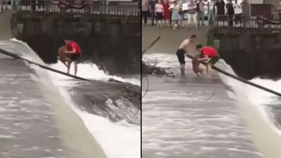 சிக்கிய நாய்