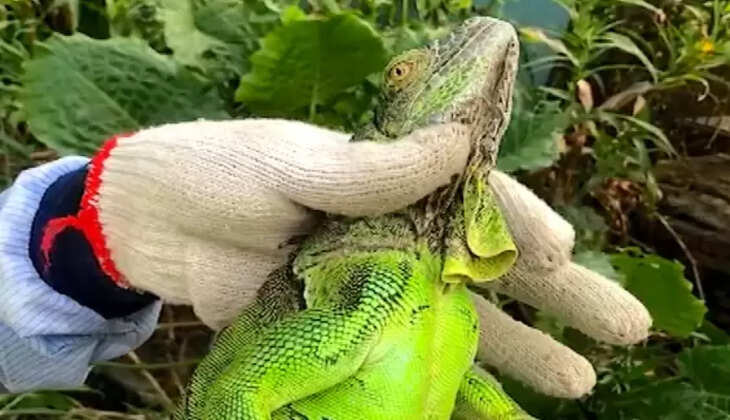 பச்சை பேரோந்தி