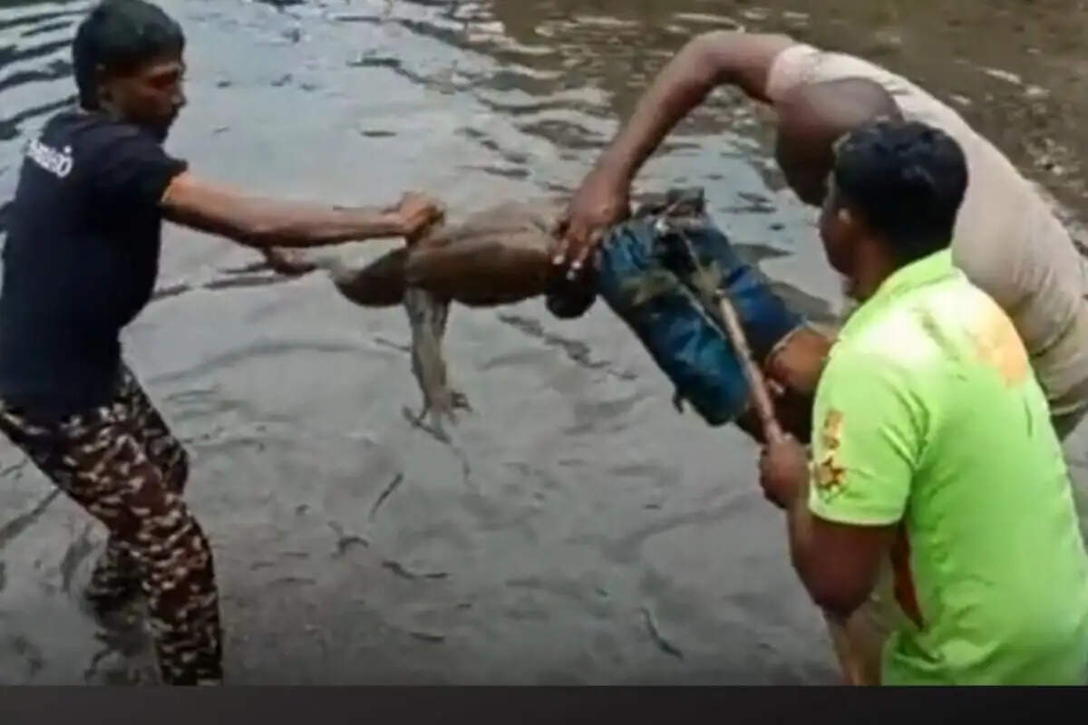 உடும்பு