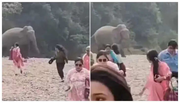 காட்டுக்குள் இருந்து வெளியே வந்த யானை