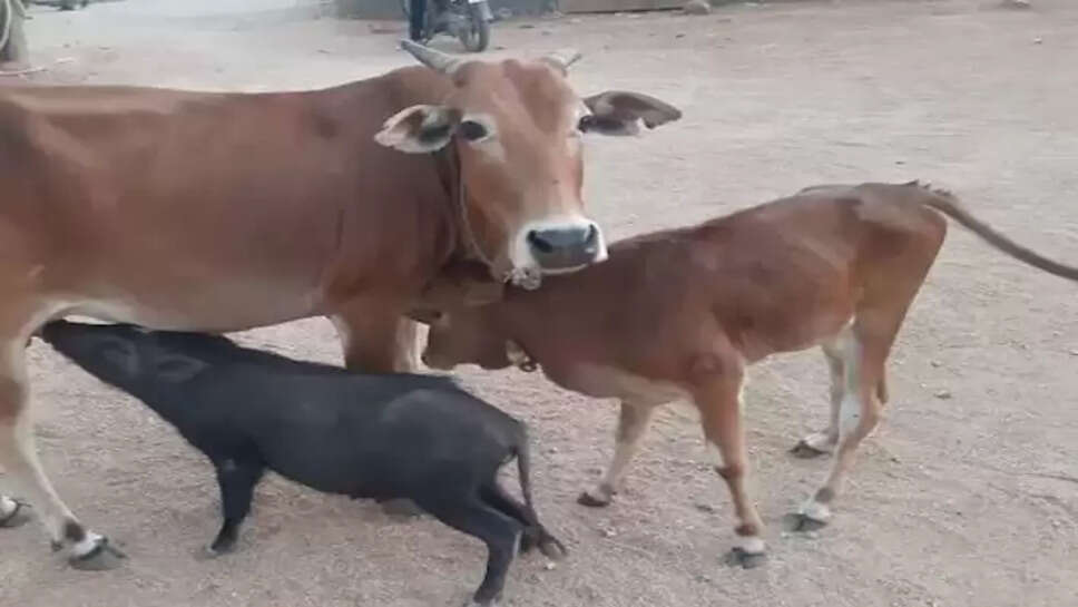 பன்றிக்கு பால் கொடுத்த பசு