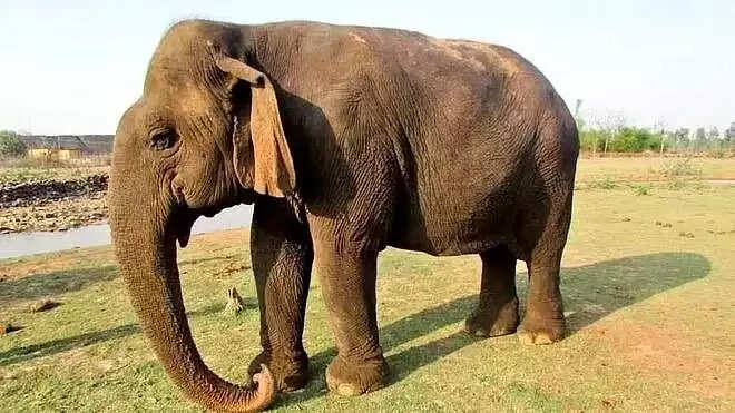 வத்சலா யானை