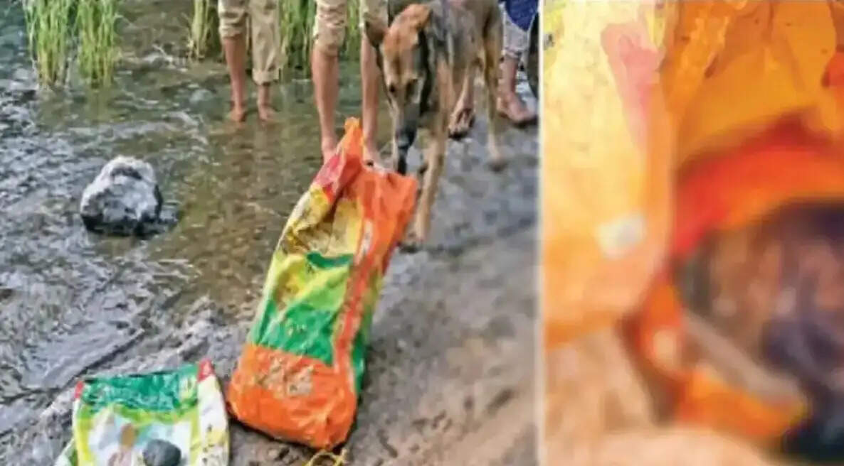 சாக்குமூட்டை