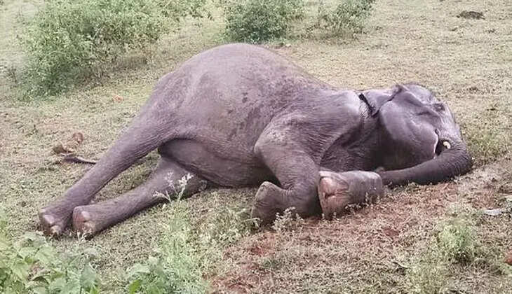யானை