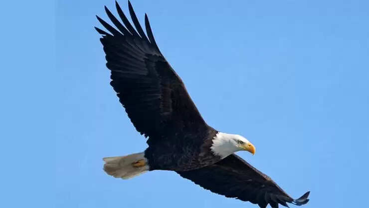 eagle
