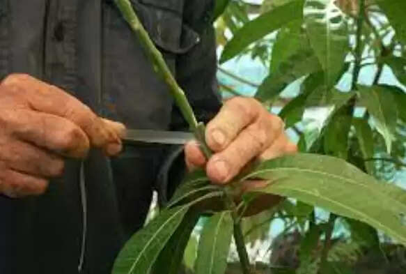 மாங்கன்று