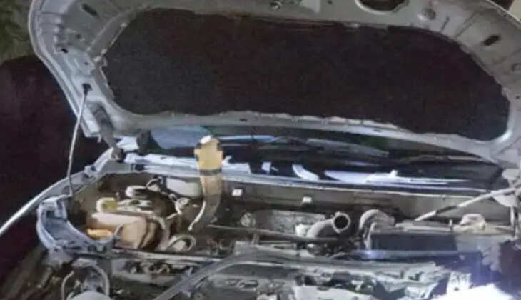 6 அடி நீள ராஜநாகம் 