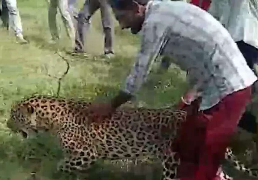 சிறுத்தை