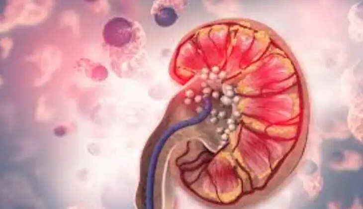 சிறுநீரகம்