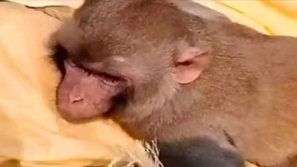 குரங்கு