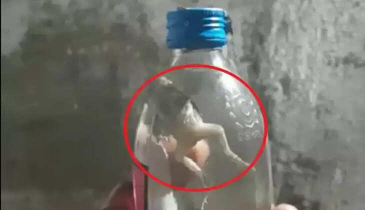 மது பாட்டில் தவளை