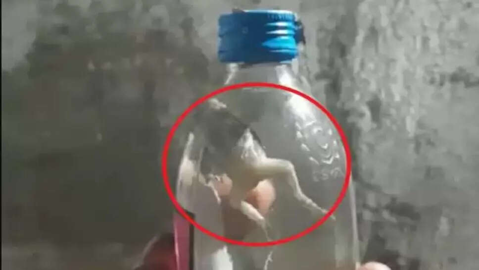 மது பாட்டில் தவளை