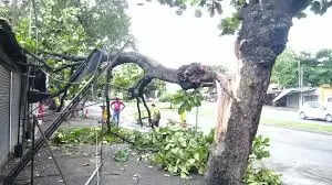 சாலை சாலையில் மரங்கங்கள் மரம் முறிவு மழை