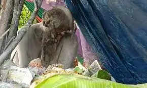 மனநலம் பாதித்த